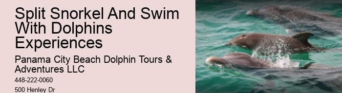 Salty Mary Dolphin And Snorkel Tours