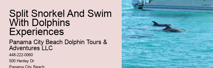 Panama City Dolphin Seafari Tours Panama City Beach Fl