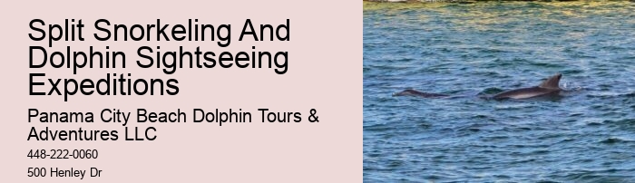 Eco Dolphin Tours