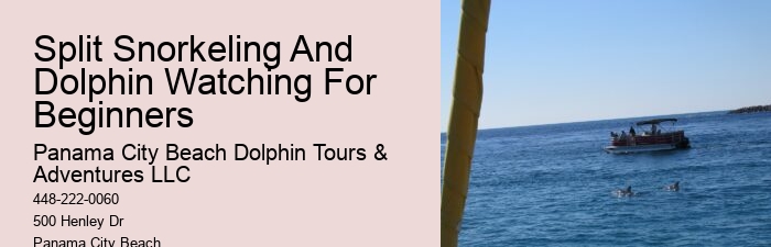Dolphin tours at Panama City Beach