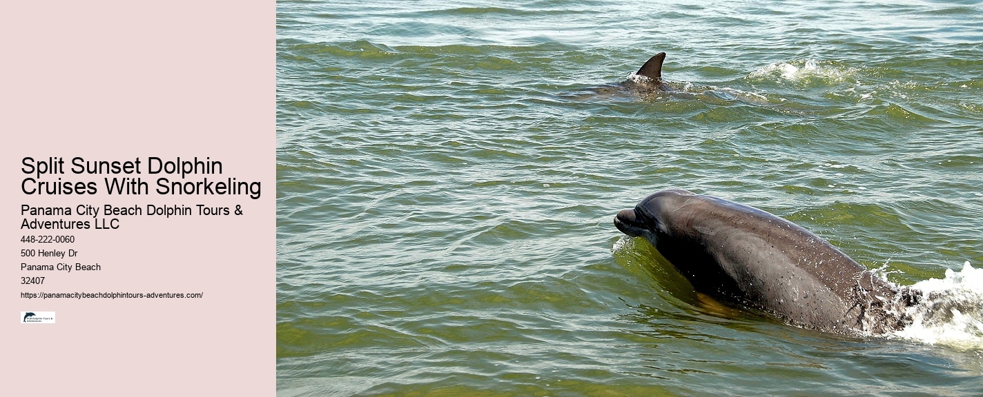 What safety measures are in place during dolphin tours in Panama City Beach