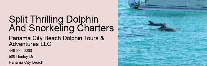 Enjoy Your Cruise Vacations In Cozumel Swimming With Dolphins