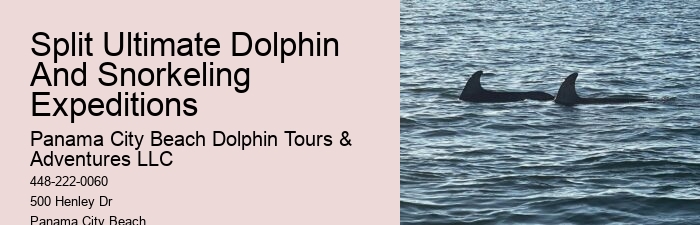 Split Guided Snorkel And Dolphin Watching