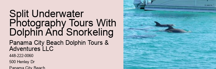 Luxury Dolphin Watching and Snorkeling Tours