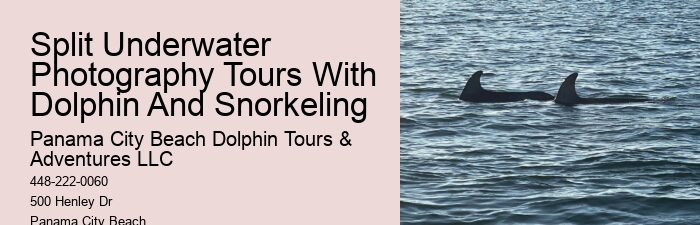 Split Expert-guided Snorkeling And Dolphin Adventures