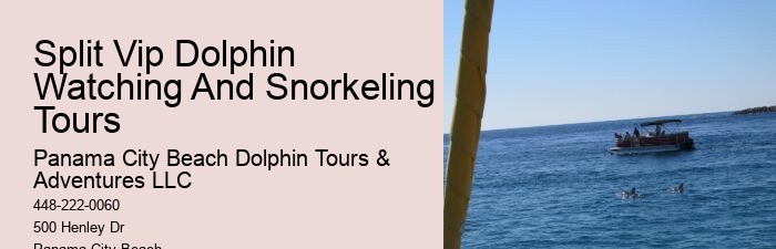 Beach Dolphin
