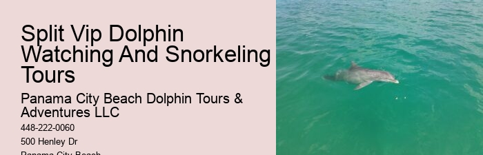 Secluded Dolphin Adventure and Snorkeling Experience