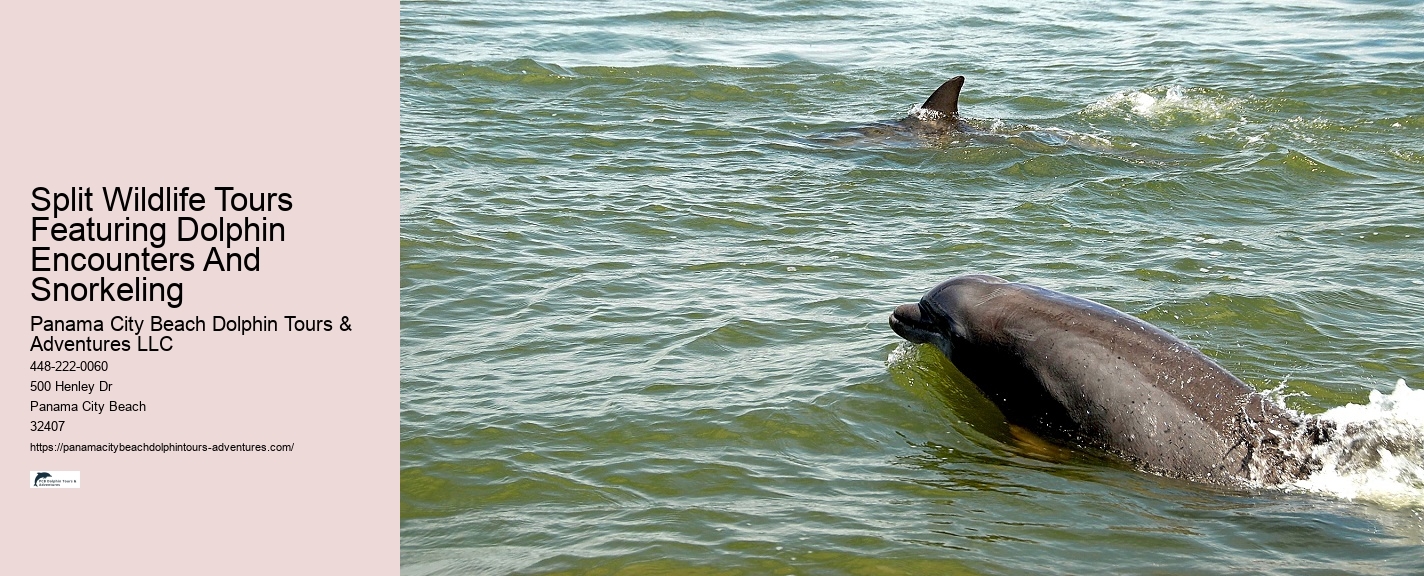 What Are The Risks Of Hugging Dolphins In The Wild