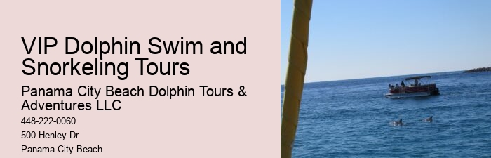 Best Places To See Wild Dolphins