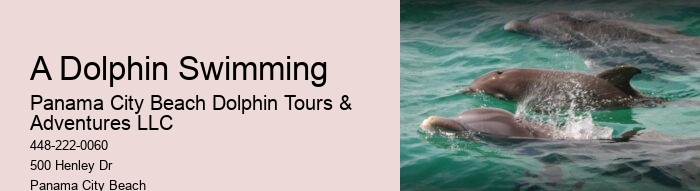 Can I take photos during the dolphin tour in Panama City Beach