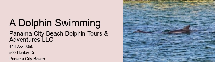 Which Beach Has The Most Dolphins