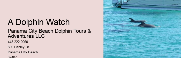 Wild Dolphin Tours Reviews