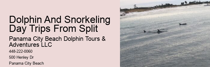 Before Your Tour - Dolphin Encounter