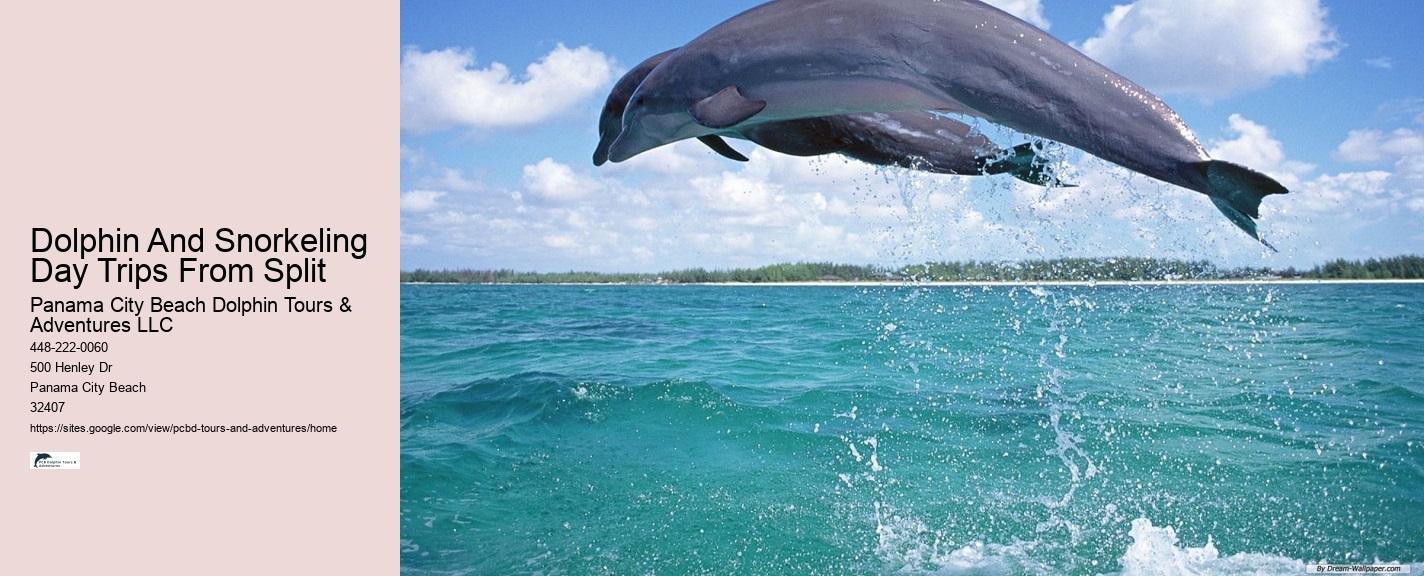Private 2 Hour Dolphin And Snorkeling Tour