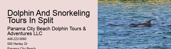 Split Expert-led Dolphin And Snorkeling Tours