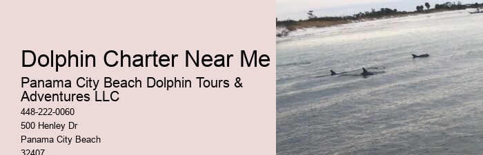 Guided Dolphin Spotting and Snorkeling Tours
