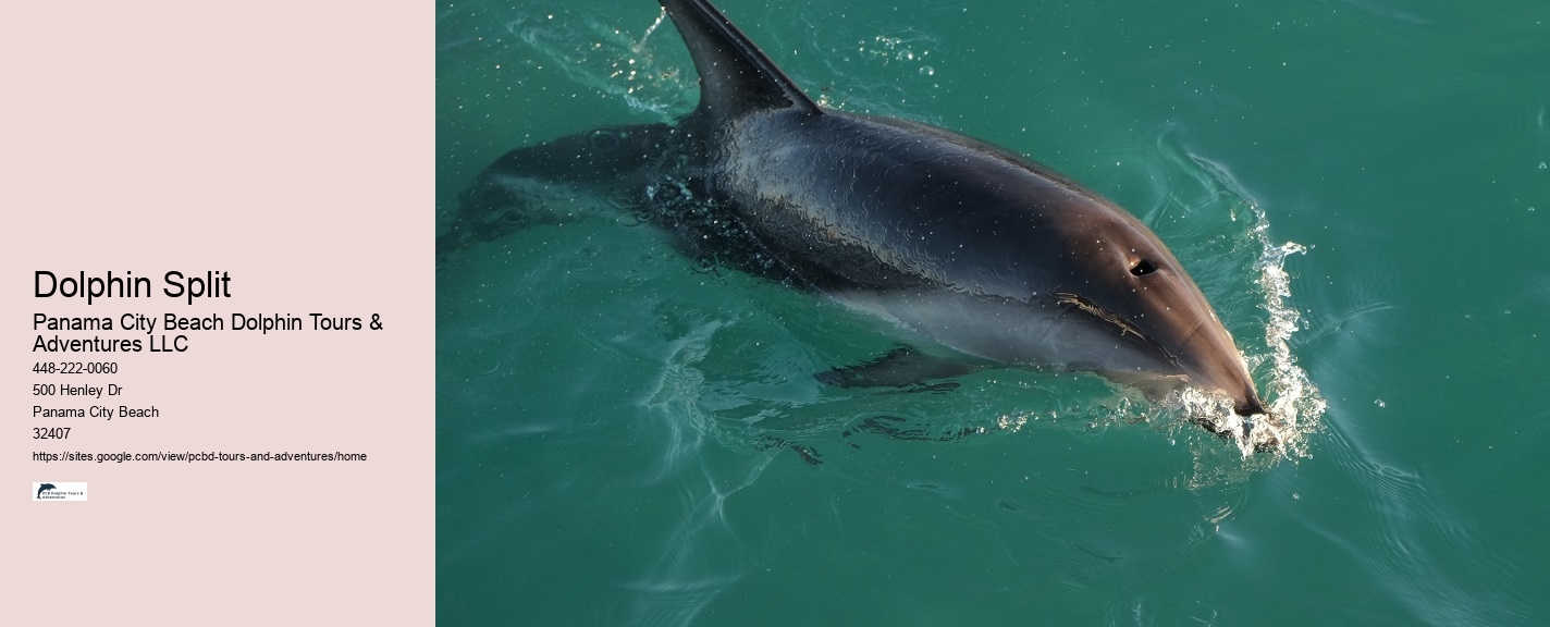 Cheap Dolphin Tours In Panama City Beach