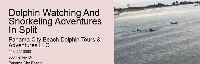 The Magic Of Dolphin Watching: Best Times And Locations