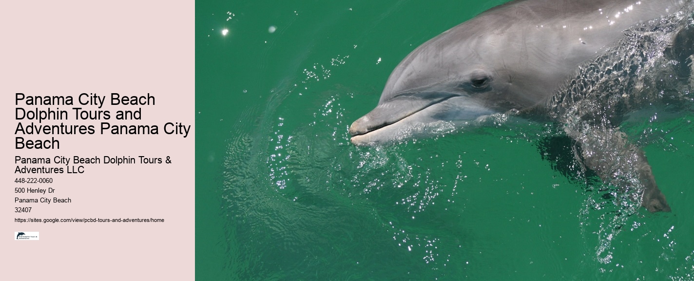 Dolphin exploration experiences in Panama City Beach
