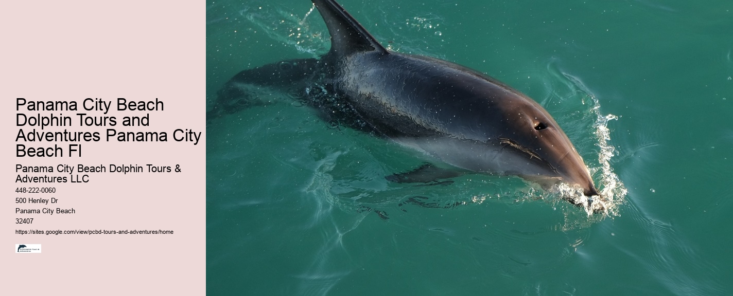 Dolphin Sightseeing