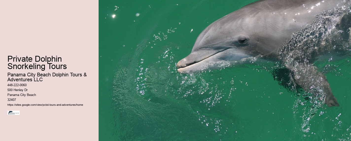 Dolphin discovery voyages in Panama City Beach
