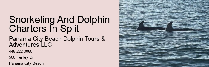 Do dolphin tours in Panama City Beach guarantee sightings