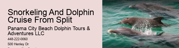 What Time Of Day Is Best For Dolphin Encounter