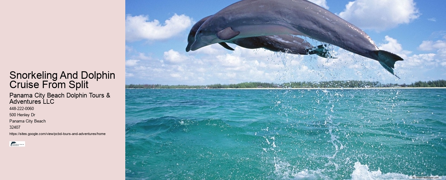 Split Speedboat Tours For Dolphin Spotting And Snorkeling
