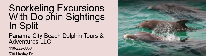 PCB Dolphin Spotting Tours