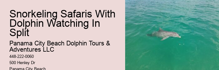 Elite Dolphin Safari with Snorkeling
