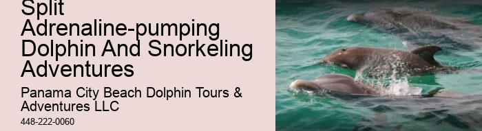 Panama City Beach dolphin boat adventures