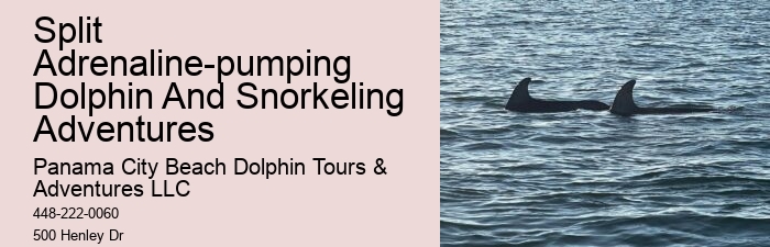 What Beach In Florida Has The Most Dolphins