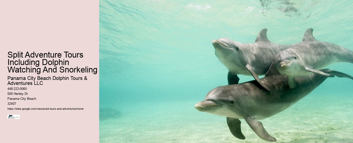 Dolphin spotting tours in Panama City Beach