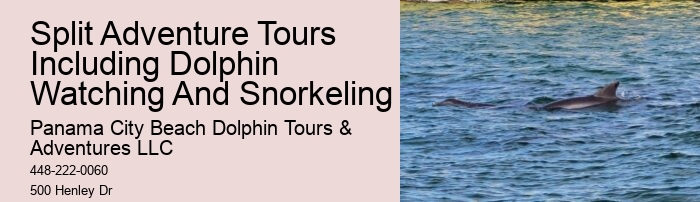 Dolphin Boat Charter