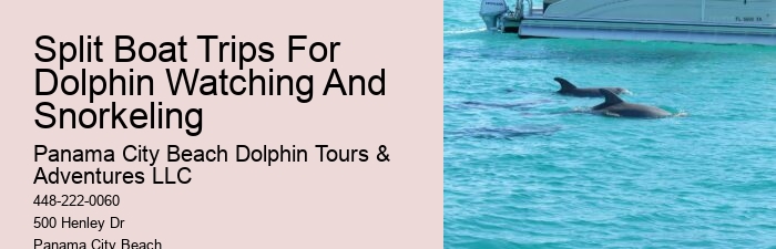 Must-haves For Your Dolphin Cruise
