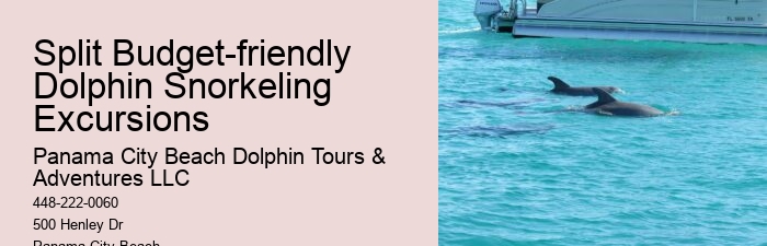 Premium Dolphin Encounter and Snorkeling Adventures