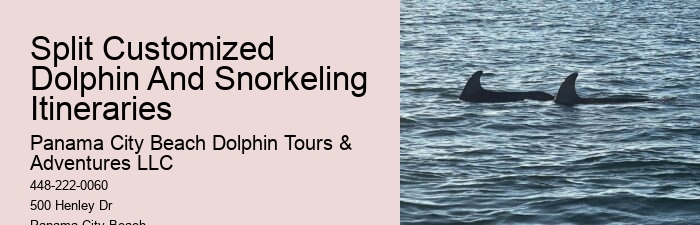 Can You Swim With The Dolphins If You Don T Know How To Swim