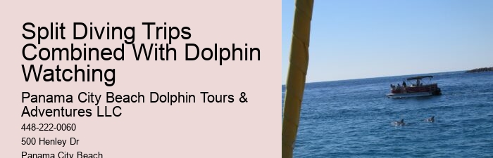 What Is A Dolphins Worst Enemy