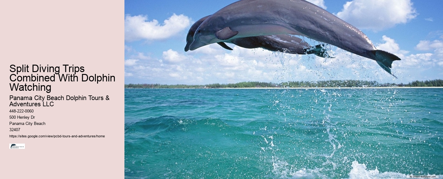 Dolphin boat rides in Panama City Beach