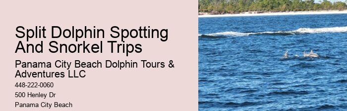 What To Know Before Swimming With Dolphins