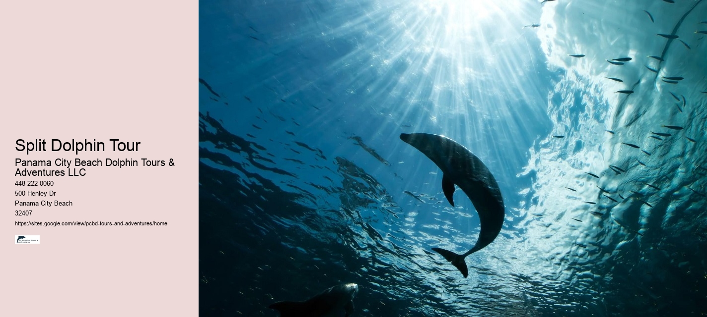 Split Catamaran Tours For Dolphin Watching And Snorkeling