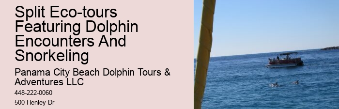 Dolphin Excursions Snorkel Adventure