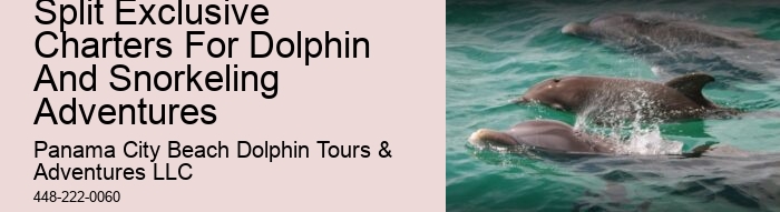 What Does Dolphin 3 6 Mean