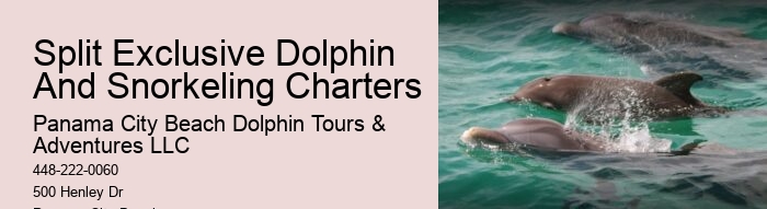 Do Dolphins Like Being Petted