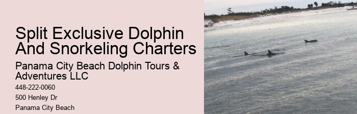 Why Can't You Swim With Wild Dolphins