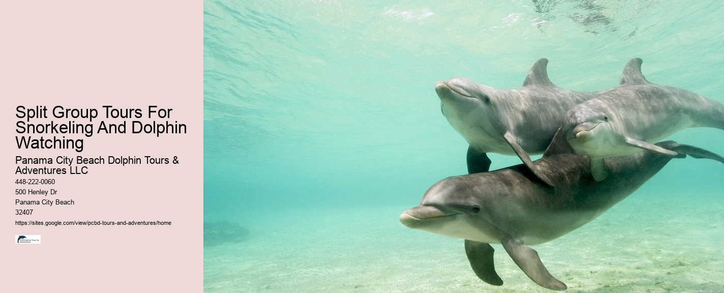 Tailored Dolphin Expedition with Snorkeling