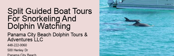 Can You Wear Sunscreen When Swimming With Dolphins