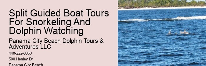 Dolphin Tours Tampa Area