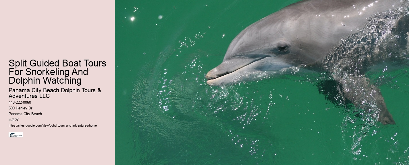 Are there any specific clothing recommendations for the dolphin tour