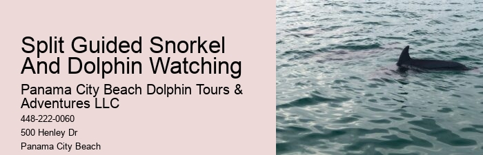 Dolphin Tours Treasure Island